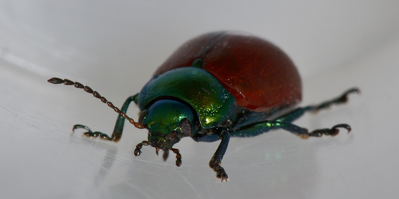 Chrysolina polita, Chrysomelidae